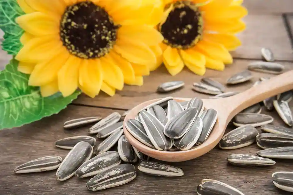 Tiny Seeds, Big Benefits: Unveiling the Power of Sunflower Seeds