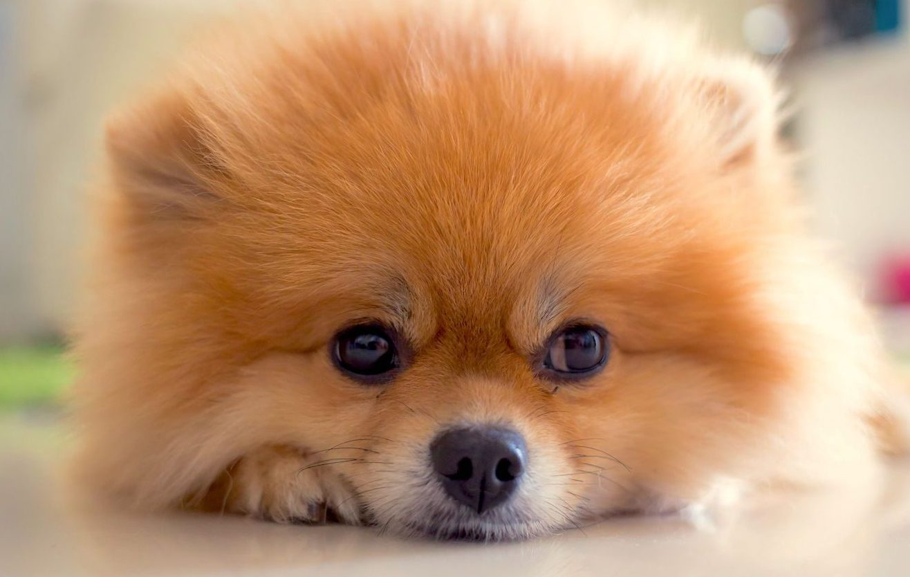 Pomeranian News Tiny Dogs, Big Impact