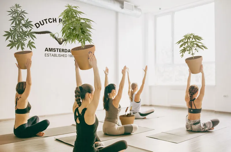 The Intersection of Cannabis and Yoga: A Holistic Approach to Wellness