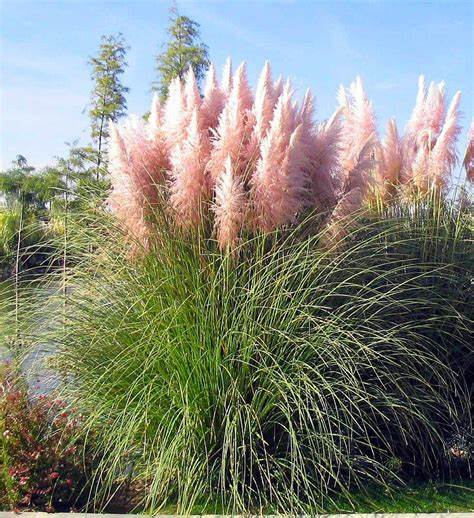 Pampas Grass A Majestic Addition to Your Garden