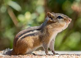 The Fascinating World of the Chipmunk