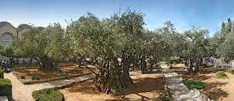 The Garden of Gethsemane